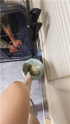 【可馨大大】囚禁狗笼-强制喂食圈养奴 JS241208-61-绳艺套路资源网