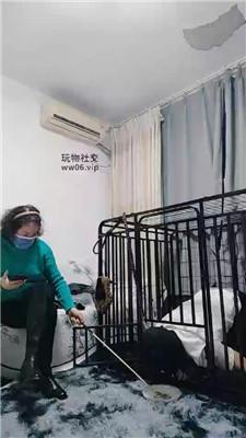 【百变小妈】狗笼圈养犬化实录 JS241222-33-绳艺套路资源网